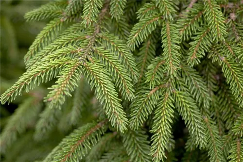 Stechfichte - Picea orientalis 'Aureospicata'