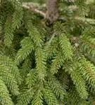 Stechfichte - Picea orientalis 'Aureospicata'