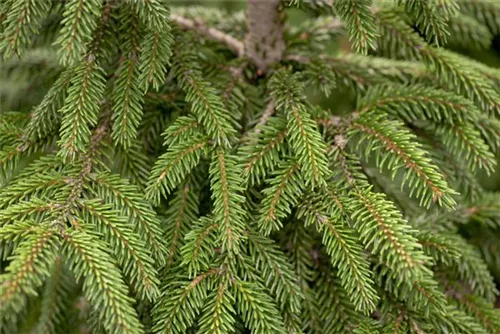 Stechfichte - Picea orientalis 'Aureospicata'