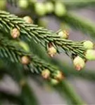 Stechfichte - Picea orientalis 'Aureospicata'