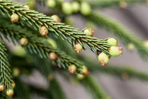 Stechfichte - Picea orientalis 'Aureospicata'