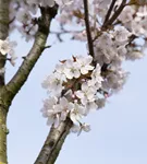 Schlanke Blütenkirsche - Prunus hillieri 'Spire' CAC