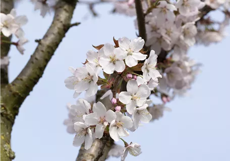 Prunus hillieri 'Spire' CAC - Schlanke Blütenkirsche