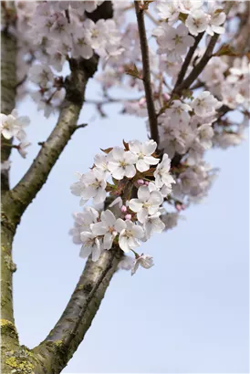 Schlanke Blütenkirsche - Prunus hillieri 'Spire' CAC