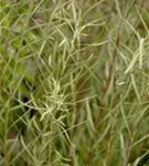 Rosmarinweide - Salix rosmarinifolia