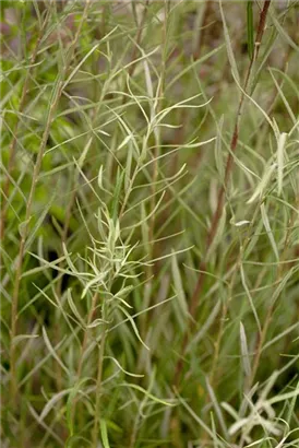 Rosmarinweide - Salix rosmarinifolia