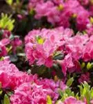 Japanische Azalee 'Canzonetta' - Rhododendron obt.'Canzonetta' III