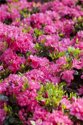 Japanische Azalee 'Kirstin' - Rhododendron obt.'Kirstin' III