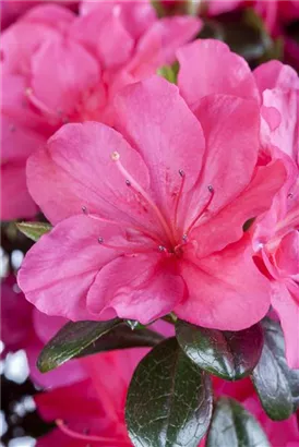 Japanische Azalee 'Canzonetta' - Rhododendron obt.'Canzonetta' III