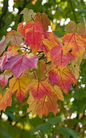 Acer rubrum