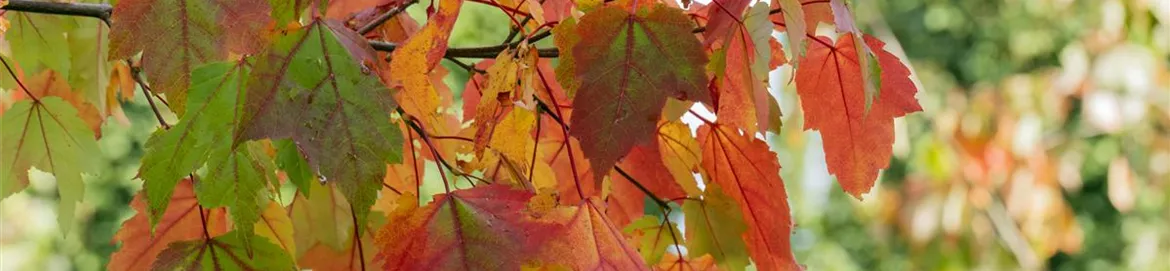 Acer rubrum