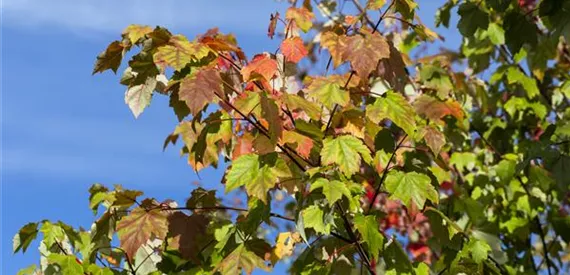 Acer rubrum