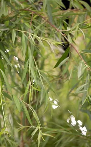 Salix sepulcralis 'Chrysocoma'