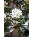 Rhododendron-Hybride 'Cunningham's Snow White' - Rhododendron Hybr.'Cunningham's Snow White' II