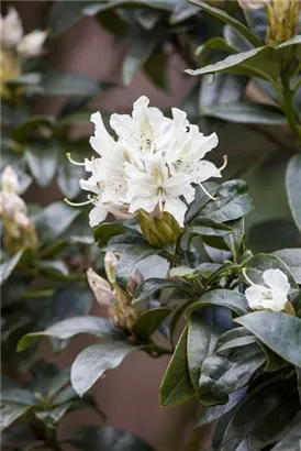 Rhododendron-Hybride 'Cunningham's Snow White' - Rhododendron Hybr.'Cunningham's Snow White' II