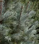 Edith's Blaufichte - Picea pungens 'Edith'