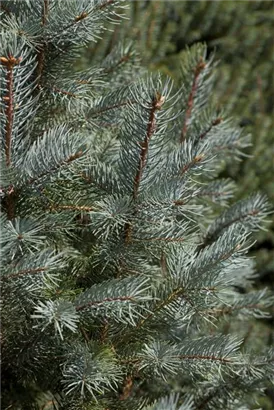 Edith's Blaufichte - Picea pungens 'Edith'