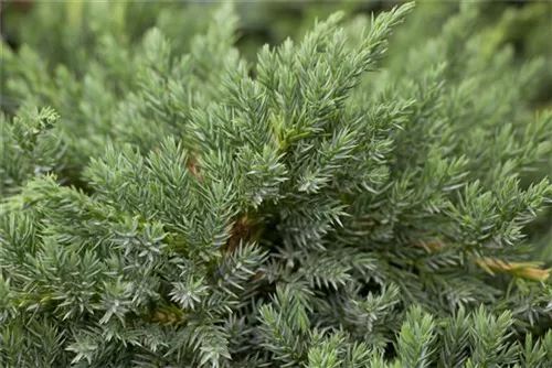 Bodenwacholder 'Blue Carpet' - Juniperus squamata 'Blue Carpet' - Nadeln - Koniferen