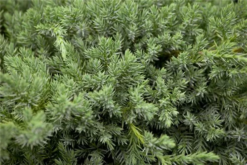 Bodenwacholder 'Blue Carpet' - Juniperus squamata 'Blue Carpet' - Nadeln - Koniferen