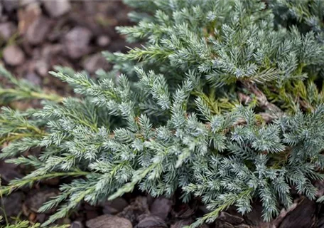 Juniperus squamata 'Blue Swede' - Wacholder 'Blue Swede'