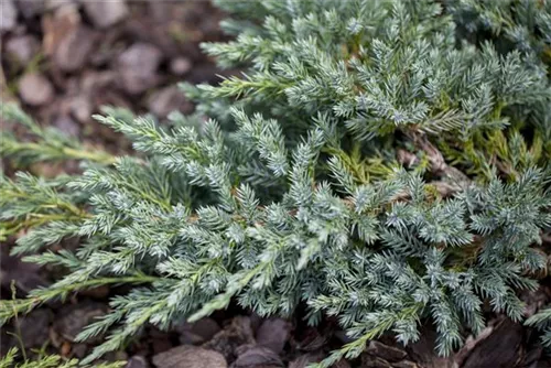 Wacholder 'Blue Swede' - Juniperus squamata 'Blue Swede'