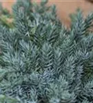 Bodenwacholder 'Blue Carpet' - Juniperus squamata 'Blue Carpet' - Nadeln - Koniferen