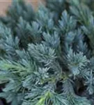 Bodenwacholder 'Blue Carpet' - Juniperus squamata 'Blue Carpet' - Nadeln - Koniferen