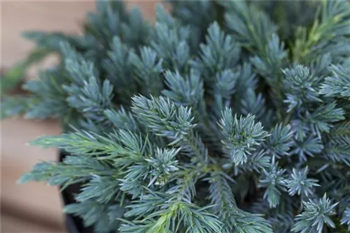 Bodenwacholder 'Blue Carpet' - Juniperus squamata 'Blue Carpet' - Nadeln - Koniferen