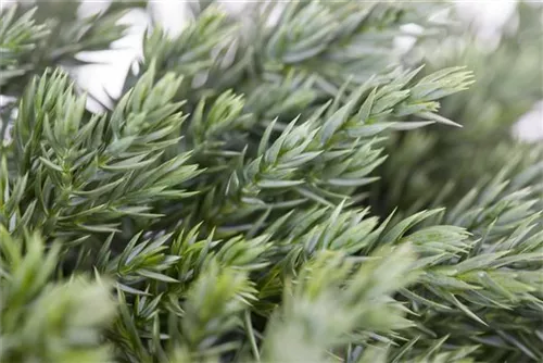 Bodenwacholder 'Blue Carpet' - Juniperus squamata 'Blue Carpet' - Nadeln - Koniferen