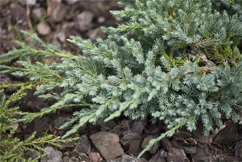 Bodenwacholder 'Blue Carpet' - Juniperus squamata 'Blue Carpet' - Nadeln - Koniferen