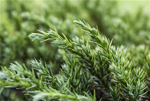 Bodenwacholder 'Blue Carpet' - Juniperus squamata 'Blue Carpet' - Nadeln - Koniferen