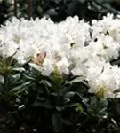 Rhododendron-Hybride 'Cunningham's White' - Rhododendron Hybr.'Cunningham's White' I