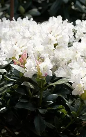 Rhododendron Hybr.'Cunningham's White' I