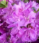 Japanische Azalee 'Diamant Enzianblau' -R- - Rhododendron obt.'Diamant Enzianblau' -R- III