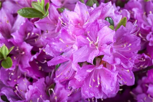 Japanische Azalee 'Diamant Enzianblau' -R- - Rhododendron obt.'Diamant Enzianblau' -R- III