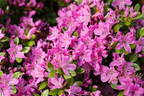 Japanische Azalee 'Diamant Enzianblau' -R- - Rhododendron obt.'Diamant Enzianblau' -R- III