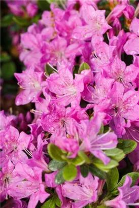 Japanische Azalee 'Diamant Enzianblau' -R- - Rhododendron obt.'Diamant Enzianblau' -R- III