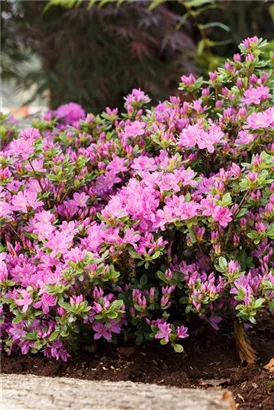 Japanische Azalee 'Diamant Enzianblau' -R- - Rhododendron obt.'Diamant Enzianblau' -R- III