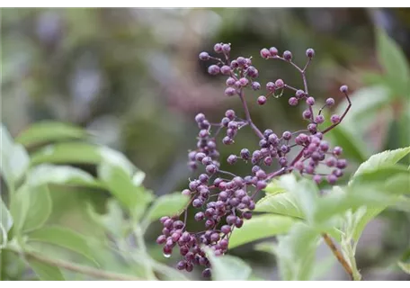 Sambucus nigra - Schwarzer Holunder