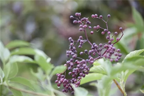 Schwarzer Holunder - Sambucus nigra