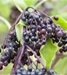 Schwarzer Holunder - Sambucus nigra