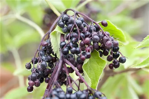 Schwarzer Holunder - Sambucus nigra