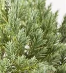 Blauer Zwerg-Wacholder - Juniperus squamata 'Blue Star'