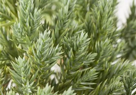 Juniperus squamata 'Blue Star' - Blauer Zwerg-Wacholder