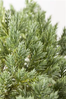 Blauer Zwerg-Wacholder - Juniperus squamata 'Blue Star'