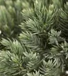 Blauer Zwerg-Wacholder - Juniperus squamata 'Blue Star'