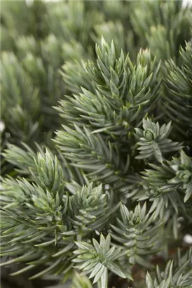 Blauer Zwerg-Wacholder - Juniperus squamata 'Blue Star'