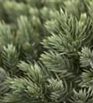 Blauer Zwerg-Wacholder - Juniperus squamata 'Blue Star'