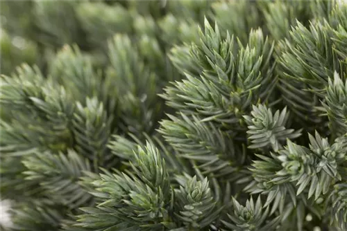 Blauer Zwerg-Wacholder - Juniperus squamata 'Blue Star'