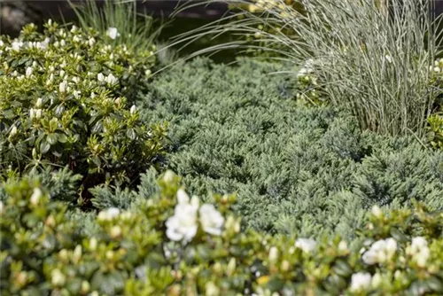 Blauer Zwerg-Wacholder - Juniperus squamata 'Blue Star'